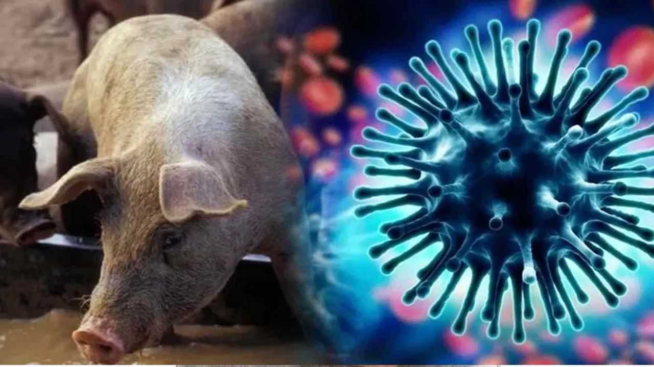 Swine Flu : பன்றிக் காய்ச்சலுக்கும் சாதாரண சளி காய்ச்சலுக்கும் என்ன வித்தியாசம்? மருத்துவர் சொல்லும் விளக்கம்