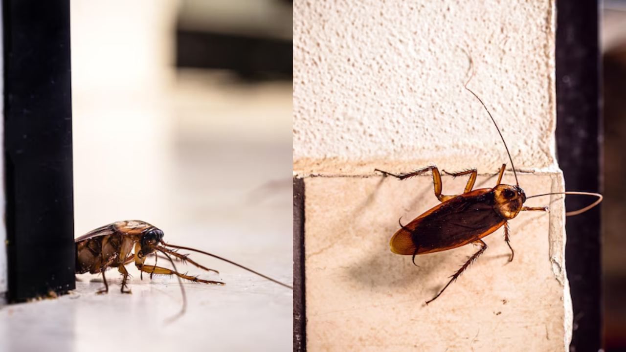 Cockroach Control: சமையலறையில் கரப்பான் பூச்சி தொல்லையா..? இந்த பொருட்களை கொண்டு எளிதாக விரட்டலாம்!