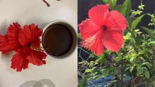புற்றுநோய் ஆபத்தை குறைக்கும் பூண்டு! –  சமீபத்திய ஆய்வில் தகவல்