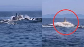Viral Video : இயற்கையின் அதிசயம்.. ஜப்பானில் தென்பட்ட வெள்ளைநிற திமிங்கலம்… இணையத்தில் வைரலாகும் வீடியோ
