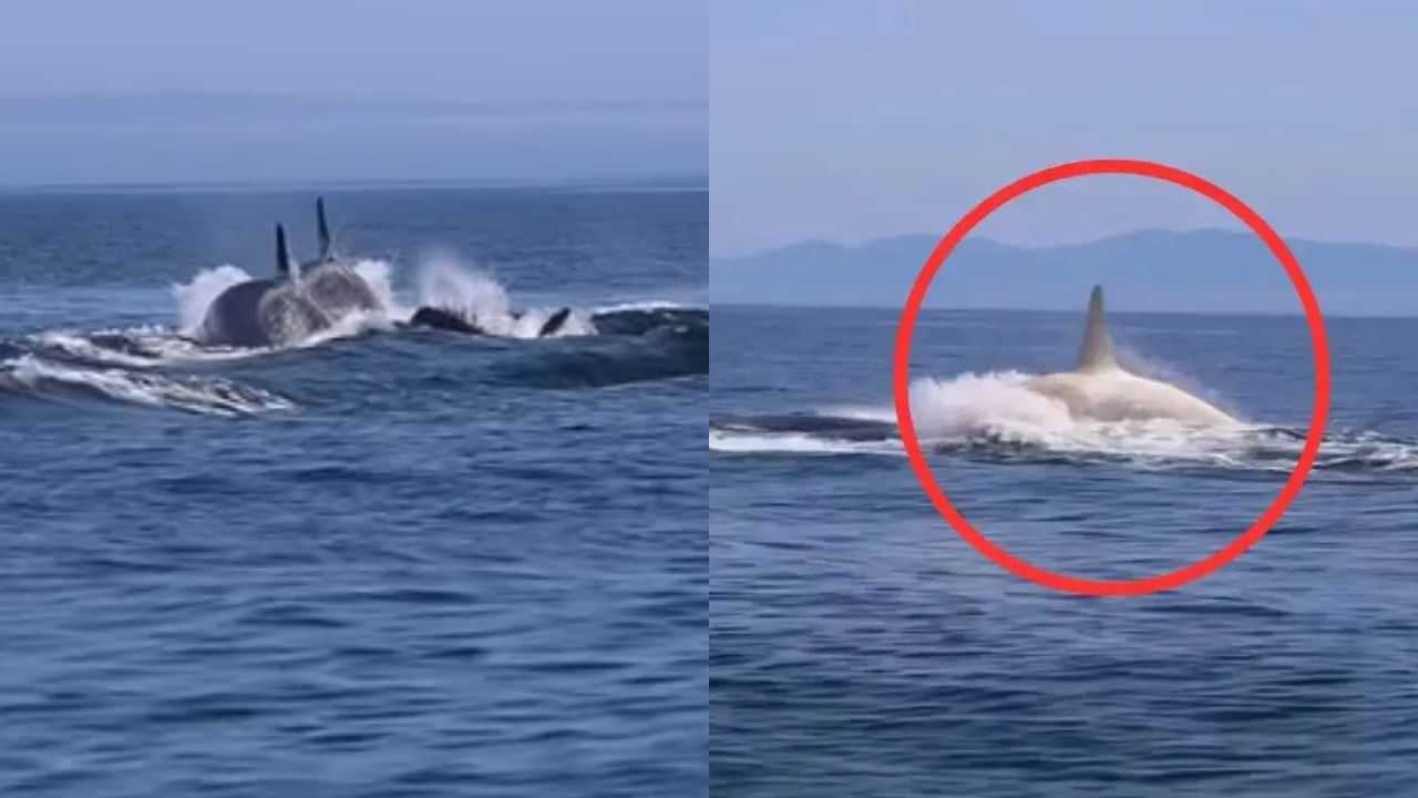 Viral Video : இயற்கையின் அதிசயம்.. ஜப்பானில் தென்பட்ட வெள்ளைநிற திமிங்கலம்... இணையத்தில் வைரலாகும் வீடியோ
