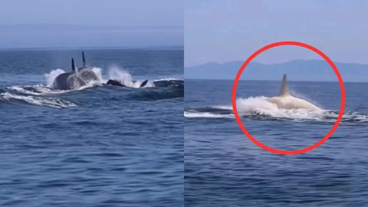 Viral Video : இயற்கையின் அதிசயம்.. ஜப்பானில் தென்பட்ட வெள்ளைநிற திமிங்கலம்… இணையத்தில் வைரலாகும் வீடியோ