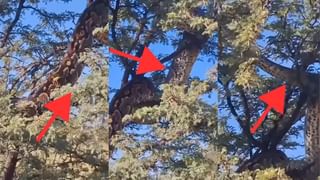 Viral Video : மழையில் நனைந்த பாதுகாவலர்.. அடுத்த நொடியே யானைகள் செய்த நெகிழ்ச்சி செயல்.. வைரல் வீடியோ!