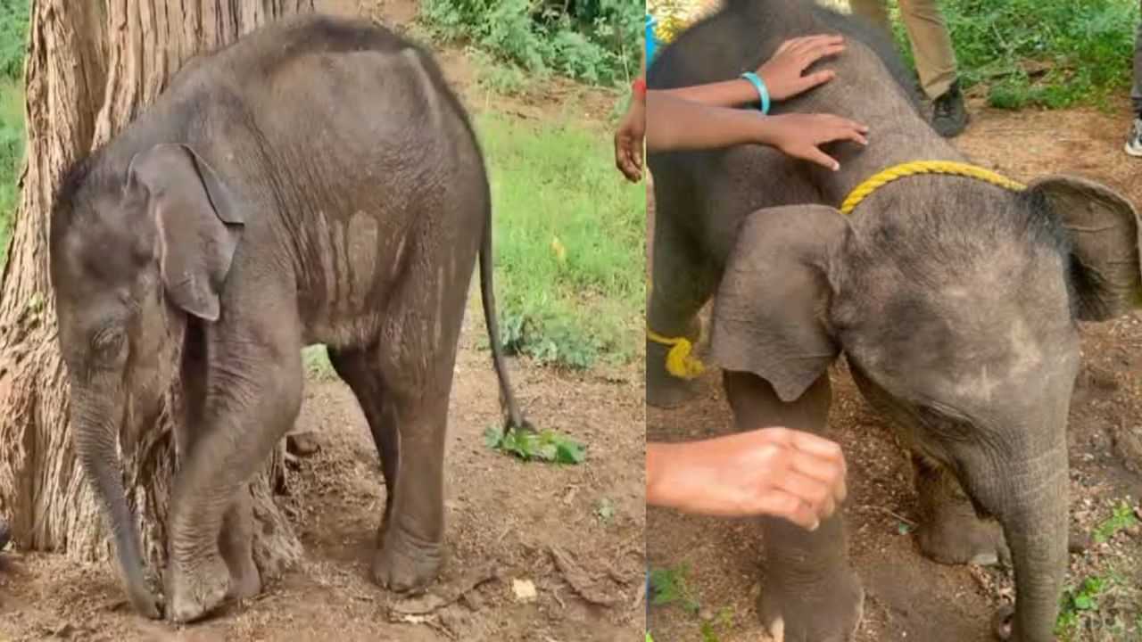 மீண்டும் முதுமலையில்... தாய் யானையுடன் குட்டி யானையை சேர்க்கும் முயற்சி தோல்வி...