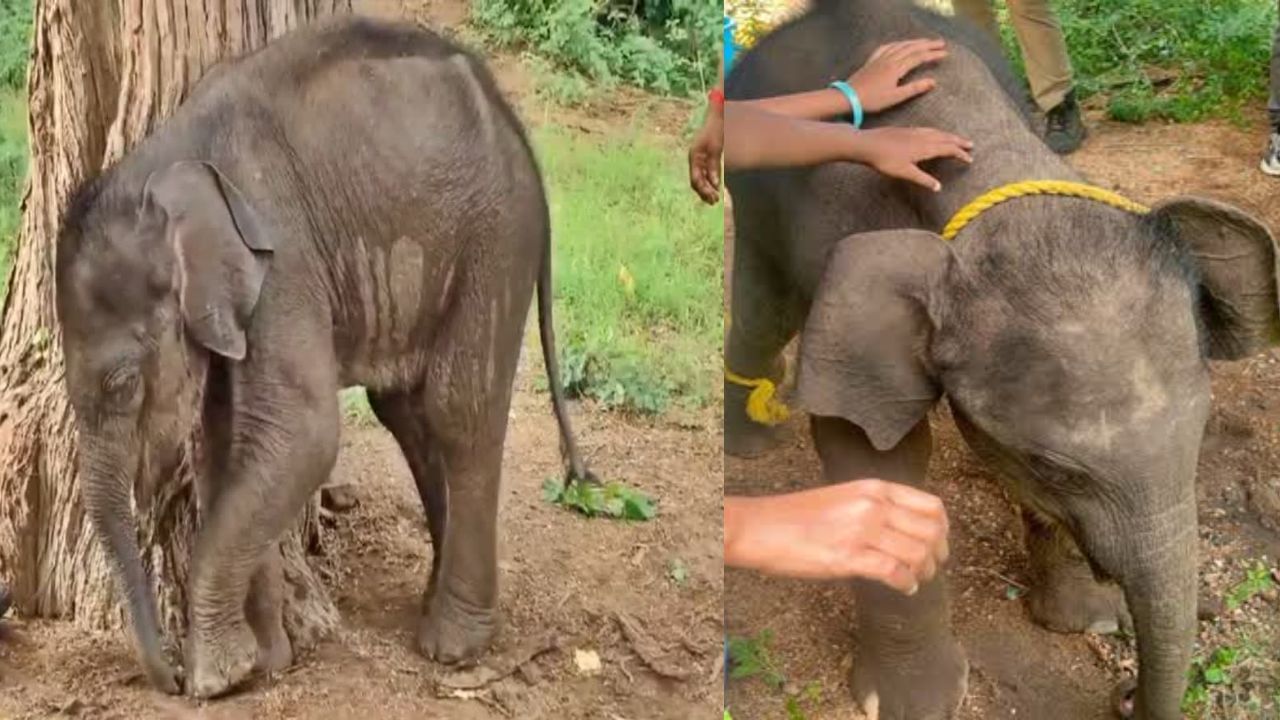 மீண்டும் முதுமலையில்… தாய் யானையுடன் குட்டி யானையை சேர்க்கும் முயற்சி தோல்வி… மீண்டும் முதுமலையில்… தாய் யானையுடன் குட்டி யானையை சேர்க்கும் முயற்சி தோல்வி…