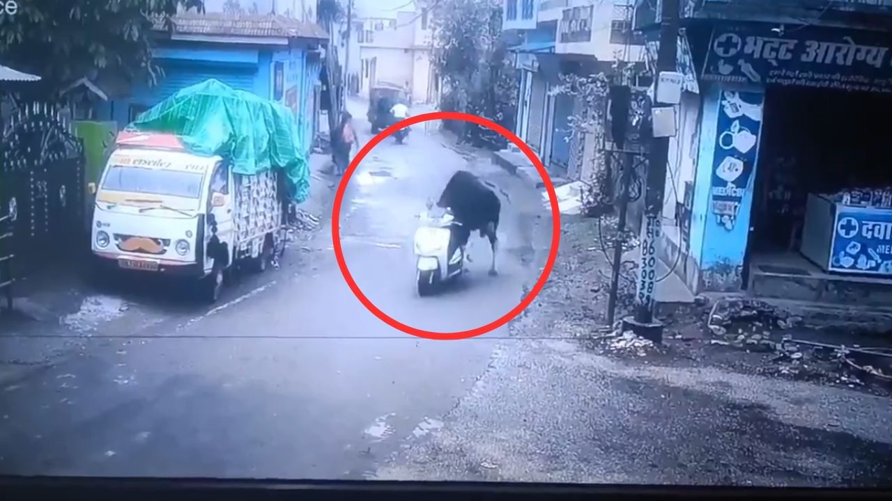 Viral Video : சாலையில் இருசக்கர வாகனம் ஓட்டிச் சென்ற மாடு.. இணையத்தை ஆச்சர்யத்திற்கு உள்ளாக்கிய வீடியோ! Viral Video : சாலையில் இருசக்கர வாகனம் ஓட்டிச் சென்ற மாடு.. இணையத்தை ஆச்சர்யத்திற்கு உள்ளாக்கிய வீடியோ!