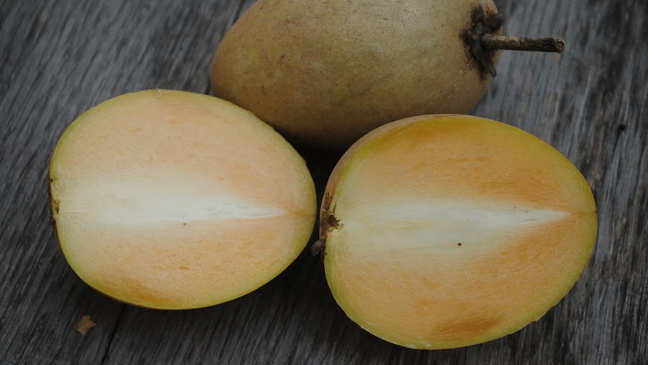 Chikoo Benefits :சப்போட்டோவால் உடலுக்கு இவ்வளவு நன்மைகளா? Chikoo Benefits :சப்போட்டோவால் உடலுக்கு இவ்வளவு நன்மைகளா?
