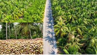 முதுமலையில் முதல்வர் ஸ்டாலின்.. யானைகளுக்கு கரும்பு.. பாகன்களுக்கு ரூ.5 கோடியில் புதிய வீடு!