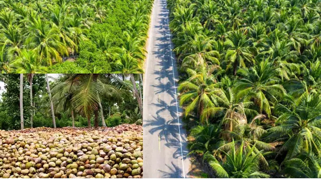 தமிழகத்தில் தேங்காய் விலை உச்சத்திற்கு போகுமா? விலை மேலும் உயரும் அபாயம் தமிழகத்தில் தேங்காய் விலை உச்சத்திற்கு போகுமா? விலை மேலும் உயரும் அபாயம்