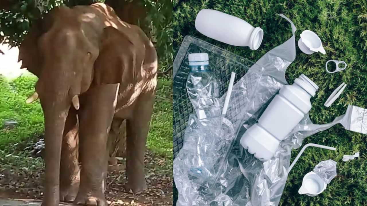 Coimbatore Elephant Death: வயிறு நிறைய குப்பை கழிவுகள்.. யானையின் உடற்கூராய்வில் கிடைத்த பகீர் தகவல்.. குப்பை கொட்ட தடை விதிப்பு!