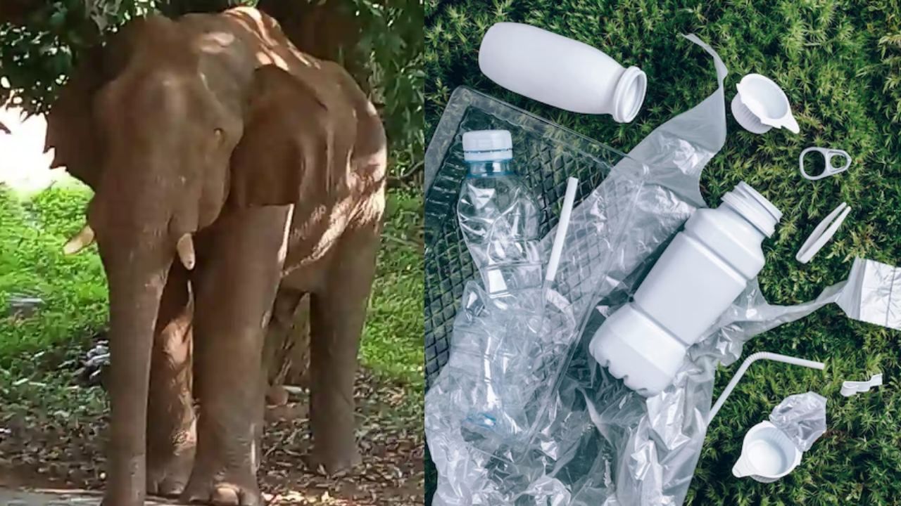 Coimbatore Elephant Death: வயிறு நிறைய குப்பை கழிவுகள்.. யானையின் உடற்கூராய்வில் கிடைத்த பகீர் தகவல்.. குப்பை கொட்ட தடை விதிப்பு! Coimbatore Elephant Death: வயிறு நிறைய குப்பை கழிவுகள்.. யானையின் உடற்கூராய்வில் கிடைத்த பகீர் தகவல்.. குப்பை கொட்ட தடை விதிப்பு!