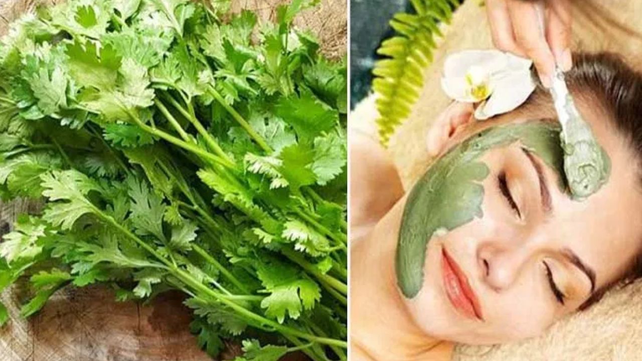 முகத்தை பளபளப்பாக்கும் கொத்தமல்லி இலை.. இப்படி ட்ரை பண்ணுங்க! முகத்தை பளபளப்பாக்கும் கொத்தமல்லி இலை.. இப்படி ட்ரை பண்ணுங்க!