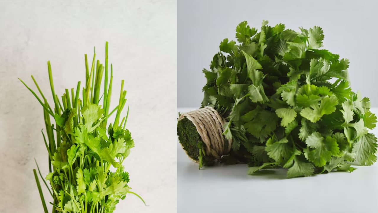 Grow Coriander Easily: மண் வேண்டாம்! தொட்டி வேண்டாம்! எளிதாக வீட்டிலேயே கொத்தமல்லி தழையை வளர்ப்பது எப்படி..? Grow Coriander Easily: மண் வேண்டாம்! தொட்டி வேண்டாம்! எளிதாக வீட்டிலேயே கொத்தமல்லி தழையை வளர்ப்பது எப்படி..?
