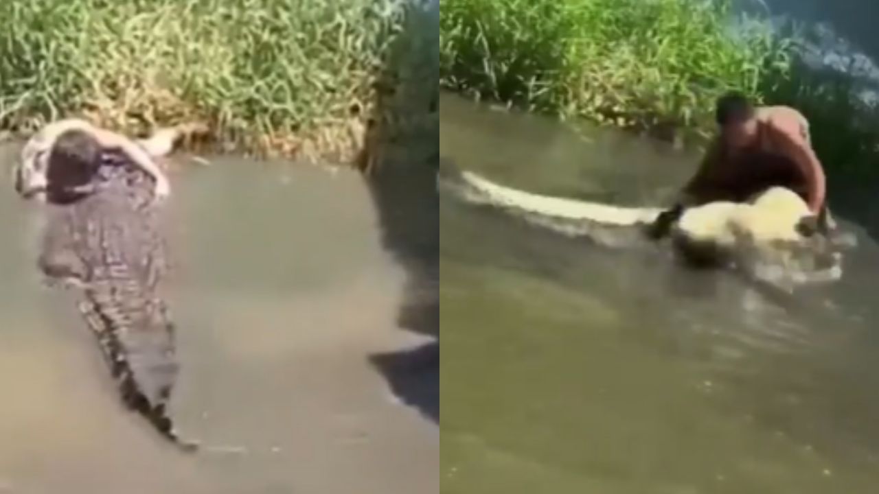 Viral Video: சிலையென நினைத்து நிஜ முதலையிடம் சிக்கிய இளைஞன்! Viral Video: சிலையென நினைத்து நிஜ முதலையிடம் சிக்கிய இளைஞன்!