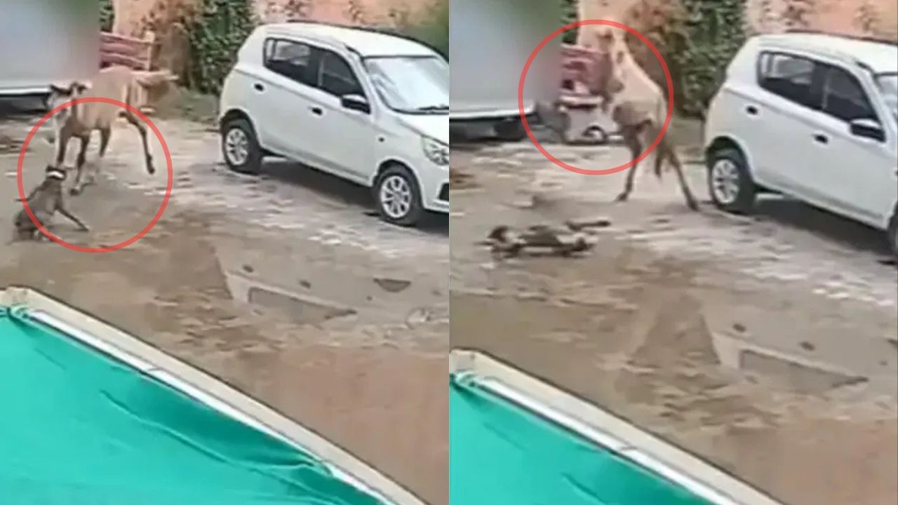 Viral Video : குதிரையைத் துரத்திய நாய்.. குதிரை செய்த விஷயம்.. அந்த வீடியோவைப் பாருங்கள்! Viral Video : குதிரையைத் துரத்திய நாய்.. குதிரை செய்த விஷயம்.. அந்த வீடியோவைப் பாருங்கள்!
