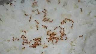 Summer Food Safety: கோடையில் உணவு சீக்கிரம் கெட்டுப்போகிறதா..? இப்படி செய்தால் கெட்டுப்போகாது..!
