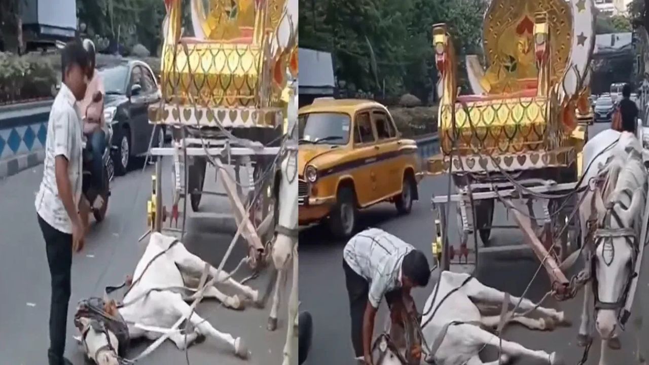 Viral Video : சாலையில் வெப்பம் தாங்காமல் விழுந்த குதிரை.. பரபரப்பை ஏற்படுத்திய உரிமையாளரின் செயல்! Viral Video : சாலையில் வெப்பம் தாங்காமல் விழுந்த குதிரை.. பரபரப்பை ஏற்படுத்திய உரிமையாளரின் செயல்!