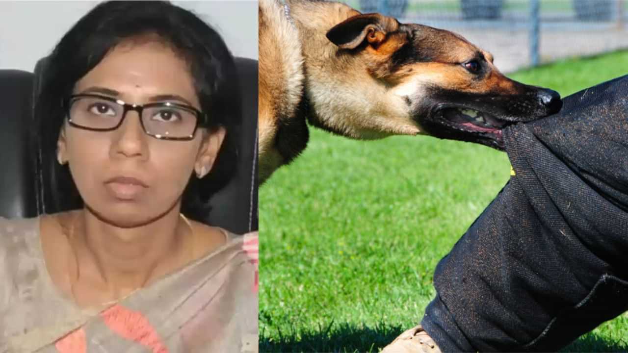 தெரு நாய்களால் தொடரும் தொல்லை... பெண் ஐஏஎஸ் அதிகாரியை நாய் கடித்ததால் பரபரப்பு