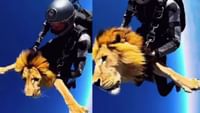 Sky Diving செய்த சிங்கம்? - இணையத்தில் வைரலாகும் வீடியோ! Sky Diving செய்த சிங்கம்? - இணையத்தில் வைரலாகும் வீடியோ!...