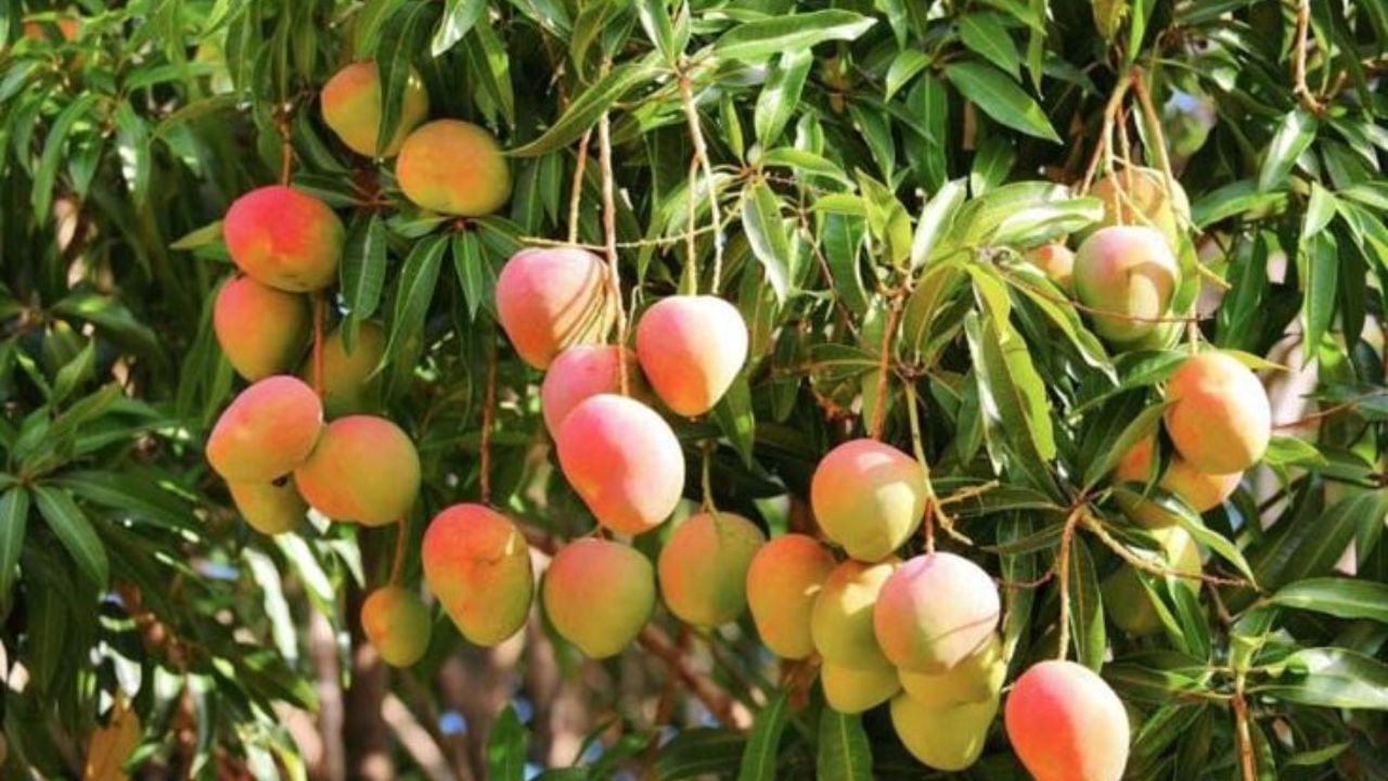 தினமும் ஒரு மாம்பழம் சாப்பிடுவதால் கிடைக்கும் 8 ஆரோக்கிய நன்மைகள்! தினமும் ஒரு மாம்பழம் சாப்பிடுவதால் கிடைக்கும் 8 ஆரோக்கிய நன்மைகள்!