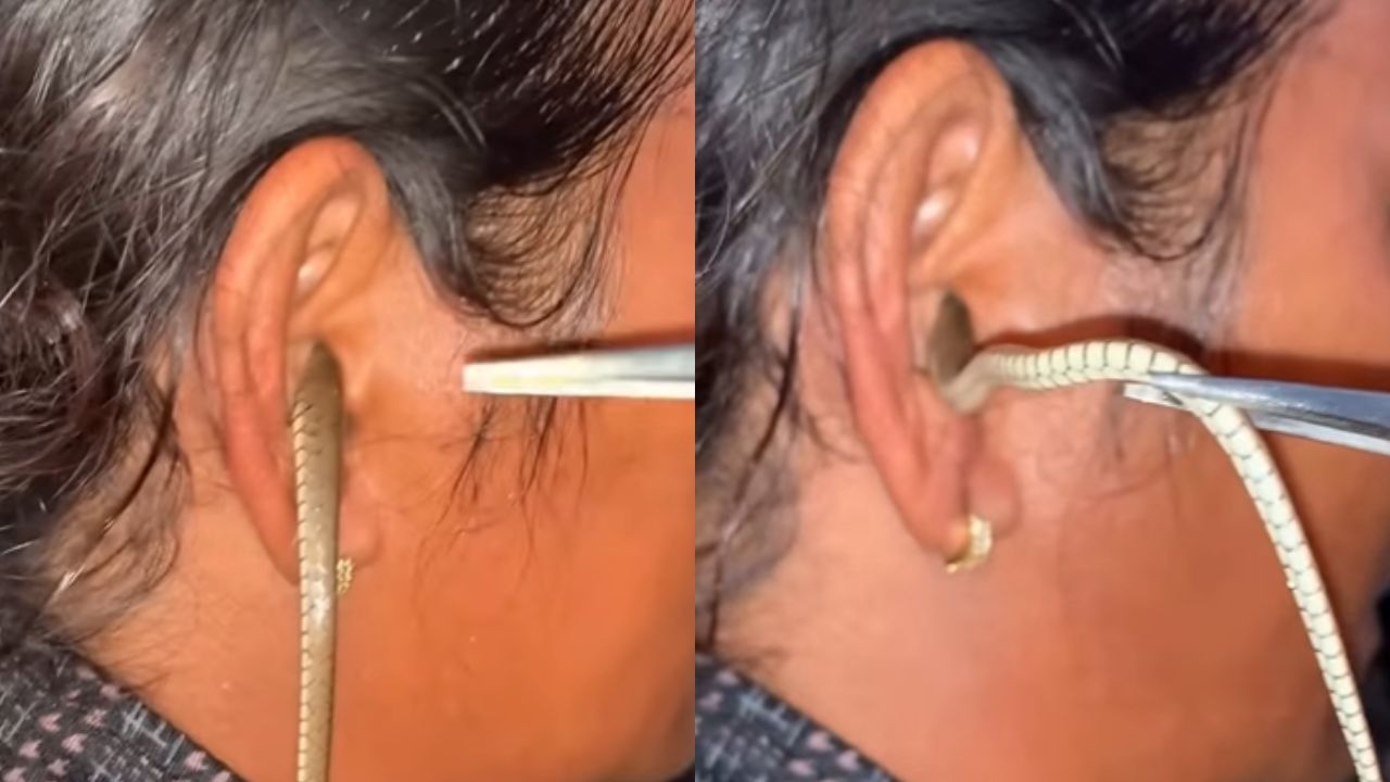 Viral Video: அய்யயோ எப்படி நடந்திருக்கும்? பெண்ணின் காதில் நுழைந்த பாம்பு.. வைரலாகும் வீடியோ! Viral Video: அய்யயோ எப்படி நடந்திருக்கும்? பெண்ணின் காதில் நுழைந்த பாம்பு.. வைரலாகும் வீடியோ!