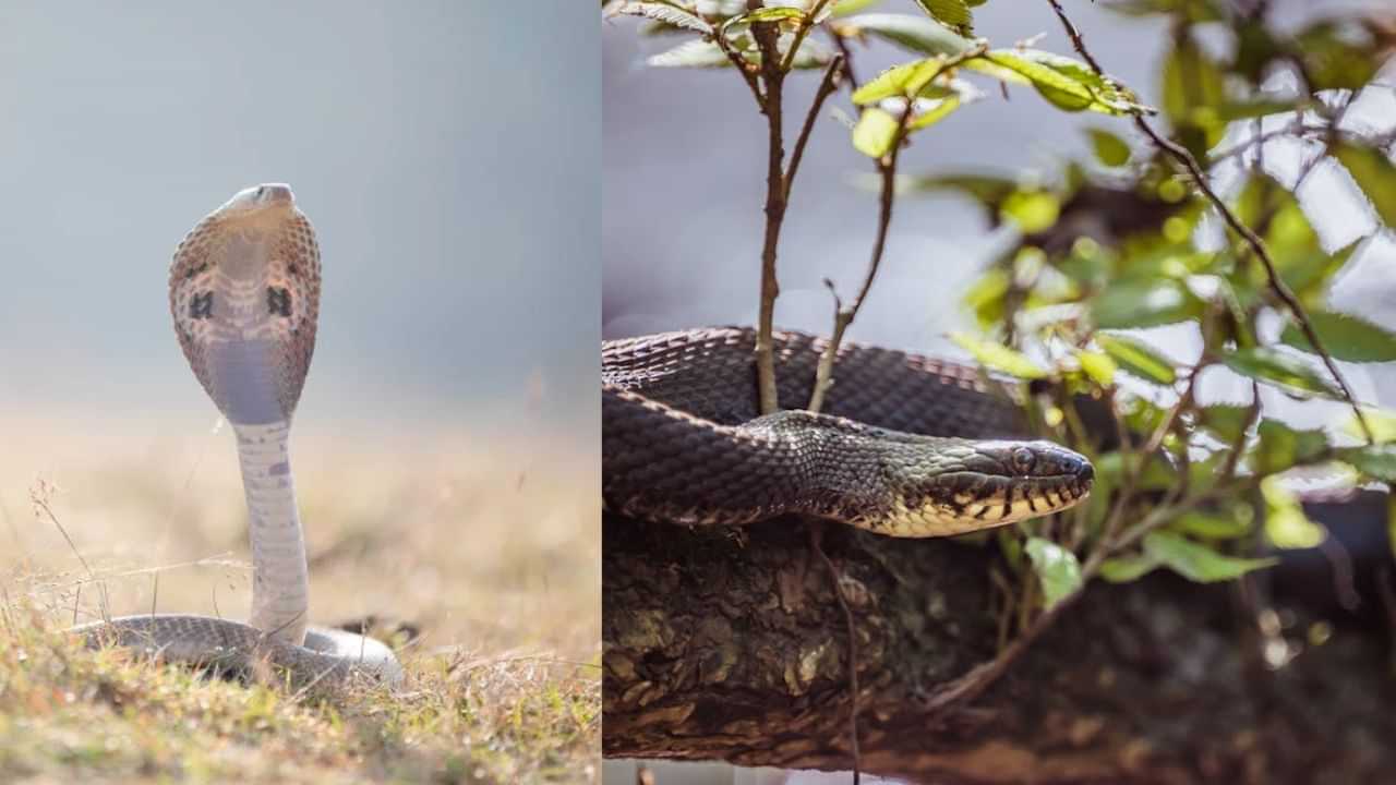 சாலையில் பாம்பை காண்பது நல்ல சகுனமா? - சாஸ்திரத்தில் சொல்லப்பட்டுள்ள பலன்கள்!