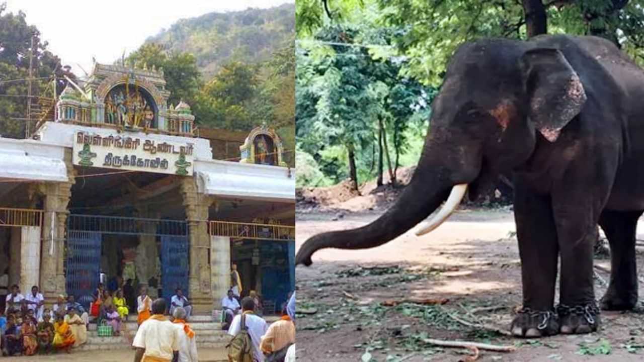 வெள்ளியங்கிரி ஆண்டவர் கோயிலுக்கு யானை வரவழைப்பு.. காரணம் என்ன?
