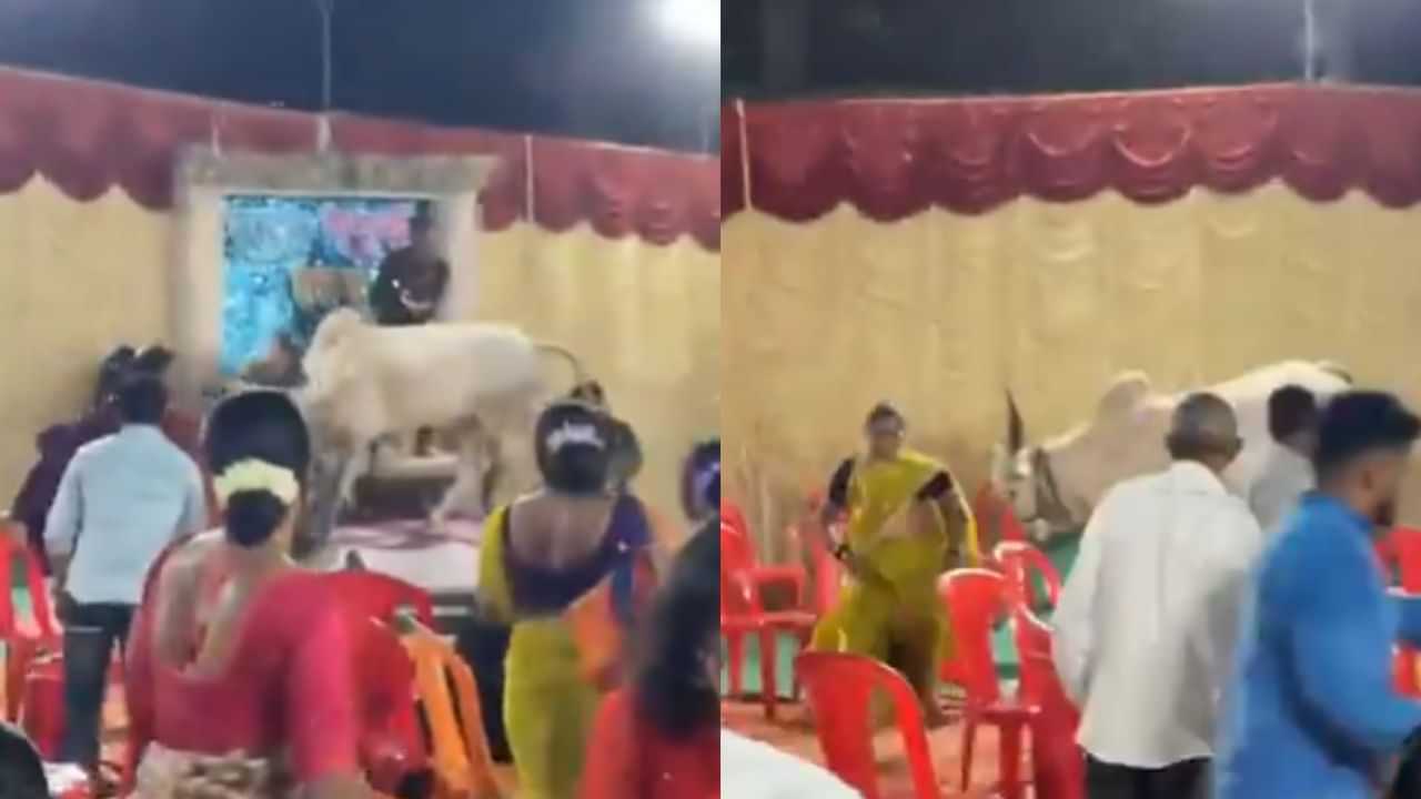 Viral Video : திடீரென நடன மேடையில் பாய்ந்த காளை.. அலறி அடித்துக்கொண்டு ஓடிய கூட்டம்!