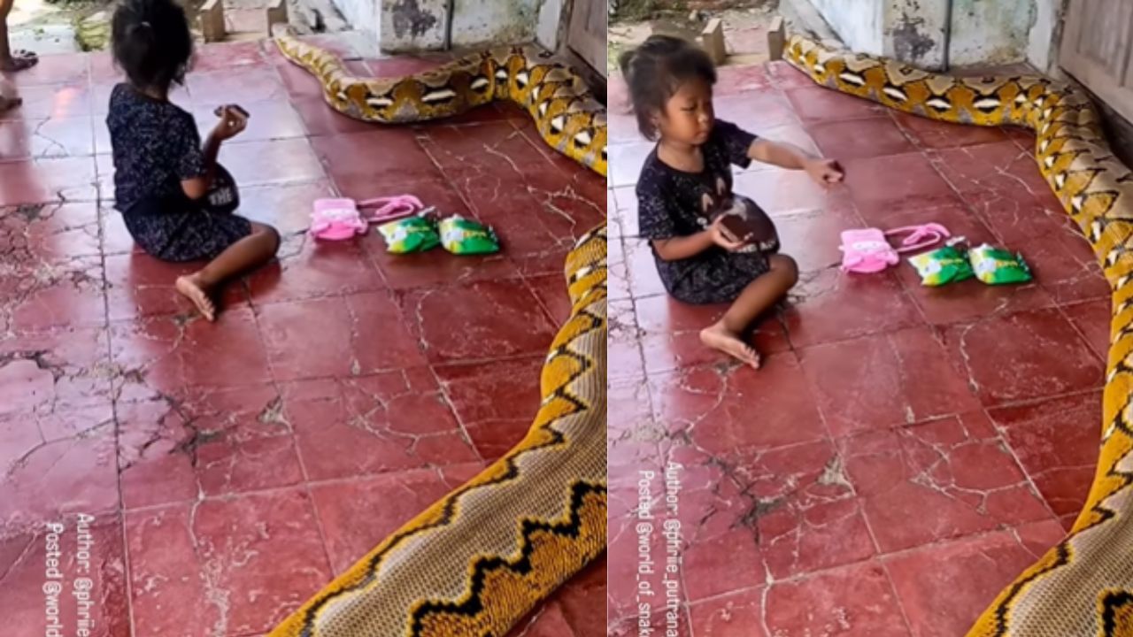 Viral Video : ராட்சத மலைப்பாம்புடன் Chill செய்யும் சிறுமி.. ஆச்சர்யத்தில் வாய் பிளக்கும் இணைய வாசிகள்! Viral Video : ராட்சத மலைப்பாம்புடன் Chill செய்யும் சிறுமி.. ஆச்சர்யத்தில் வாய் பிளக்கும் இணைய வாசிகள்!