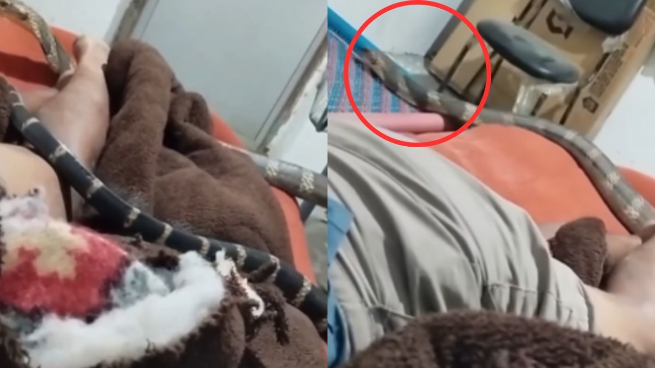 Viral Video : பயமா? எனக்கா?.. அறைக்குள் நுழைந்த ராஜ நாகத்தை அசால்டாக கையாண்ட நபர்! Viral Video : பயமா? எனக்கா?.. அறைக்குள் நுழைந்த ராஜ நாகத்தை அசால்டாக கையாண்ட நபர்!
