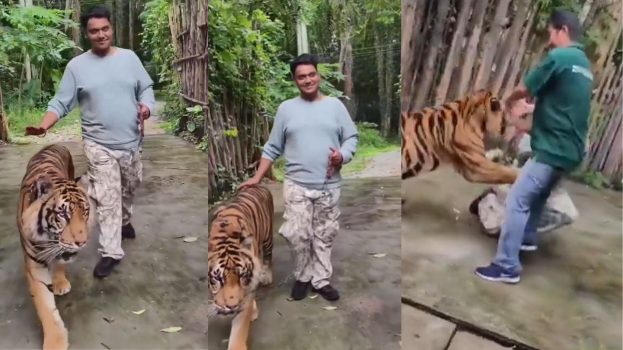Viral Video : புகைப்படம் எடுக்க முயன்ற இளைஞரை திடீரென தாக்கிய புலி.. அதிர்ச்சியை ஏற்படுத்தும் பகீர் வீடியோ! Viral Video : புகைப்படம் எடுக்க முயன்ற இளைஞரை திடீரென தாக்கிய புலி.. அதிர்ச்சியை ஏற்படுத்தும் பகீர் வீடியோ!