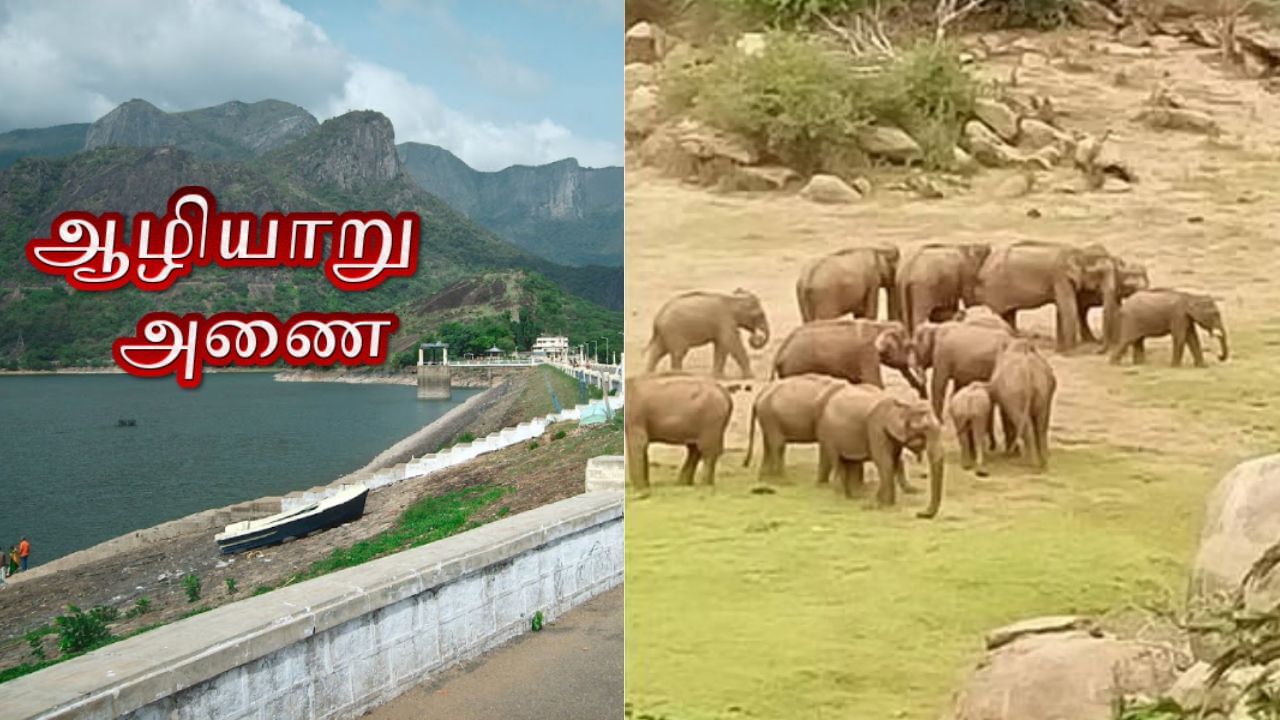 சுற்றுலாப்பயணிகளே உஷார்… ஆழியார் அணையில் சுற்றித்திரியும் காட்டு யானைகள் சுற்றுலாப்பயணிகளே உஷார்… ஆழியார் அணையில் சுற்றித்திரியும் காட்டு யானைகள்