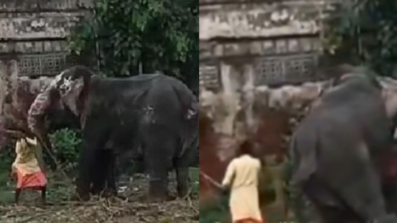Ahmedabad Elephant Abuse: அகமதாபாத்தில் அதிர்ச்சி! பெண் யானையை குச்சியால் கொடூரமாக தாக்கும் பாகன்.. வைரலான வீடியோவால் பரபரப்பு! Ahmedabad Elephant Abuse: அகமதாபாத்தில் அதிர்ச்சி! பெண் யானையை குச்சியால் கொடூரமாக தாக்கும் பாகன்.. வைரலான வீடியோவால் பரபரப்பு!