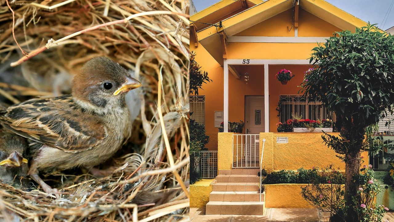 Vastu Tips: எந்த பறவை கூடு கட்டினால் வீட்டுக்கு ஆகாது தெரியுமா? Vastu Tips: எந்த பறவை கூடு கட்டினால் வீட்டுக்கு ஆகாது தெரியுமா?