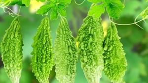 Bitter Gourd: பாகற்காய் ரொம்ப கசக்குதா? – இப்படி செய்தால் குறைக்கலாம்! Bitter Gourd: பாகற்காய் ரொம்ப கசக்குதா? – இப்படி செய்தால் குறைக்கலாம்!