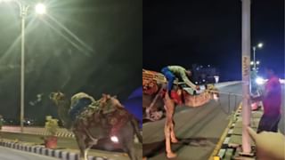 Viral Video : தலைக்கேறிய மதுபோதை.. ஆபத்தான முறையில் சாலையில் ஒட்டகம் ஓட்டிச் சென்ற நபர்!