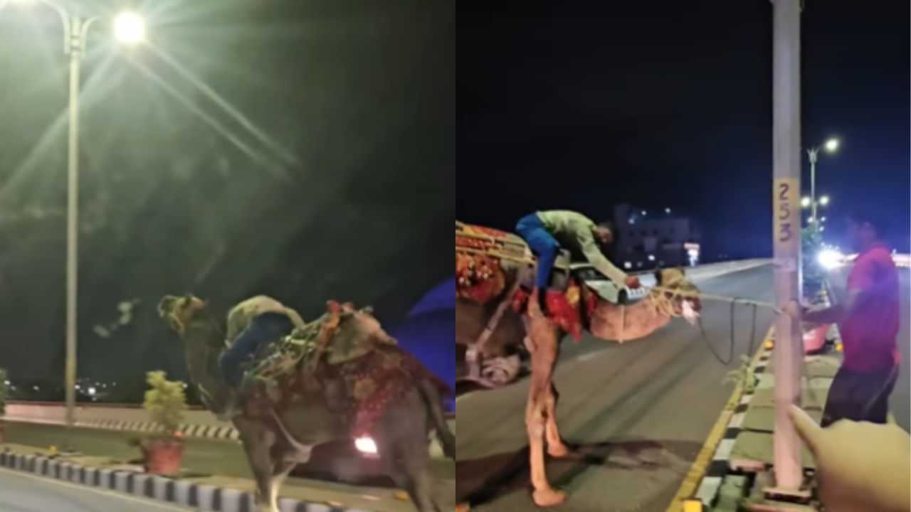 Viral Video : தலைக்கேறிய மதுபோதை.. ஆபத்தான முறையில் சாலையில் ஒட்டகம் ஓட்டிச் சென்ற நபர்!