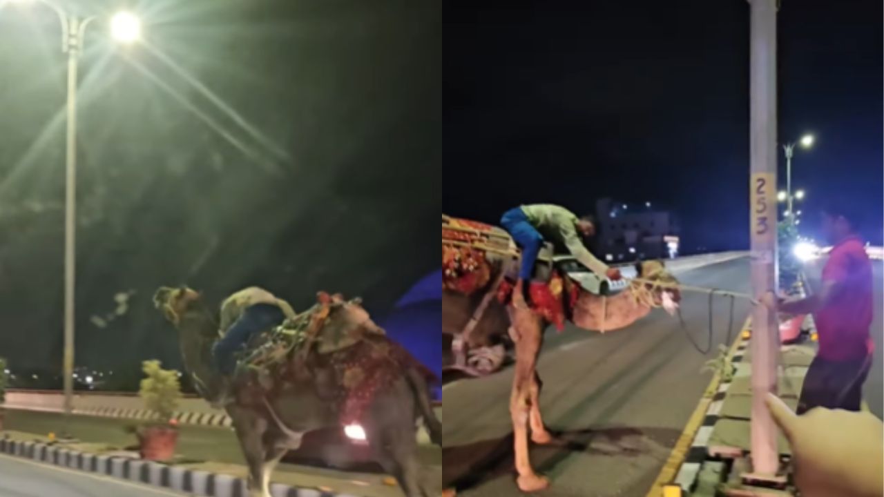 Viral Video : தலைக்கேறிய மதுபோதை.. ஆபத்தான முறையில் சாலையில் ஒட்டகம் ஓட்டிச் சென்ற நபர்! Viral Video : தலைக்கேறிய மதுபோதை.. ஆபத்தான முறையில் சாலையில் ஒட்டகம் ஓட்டிச் சென்ற நபர்!