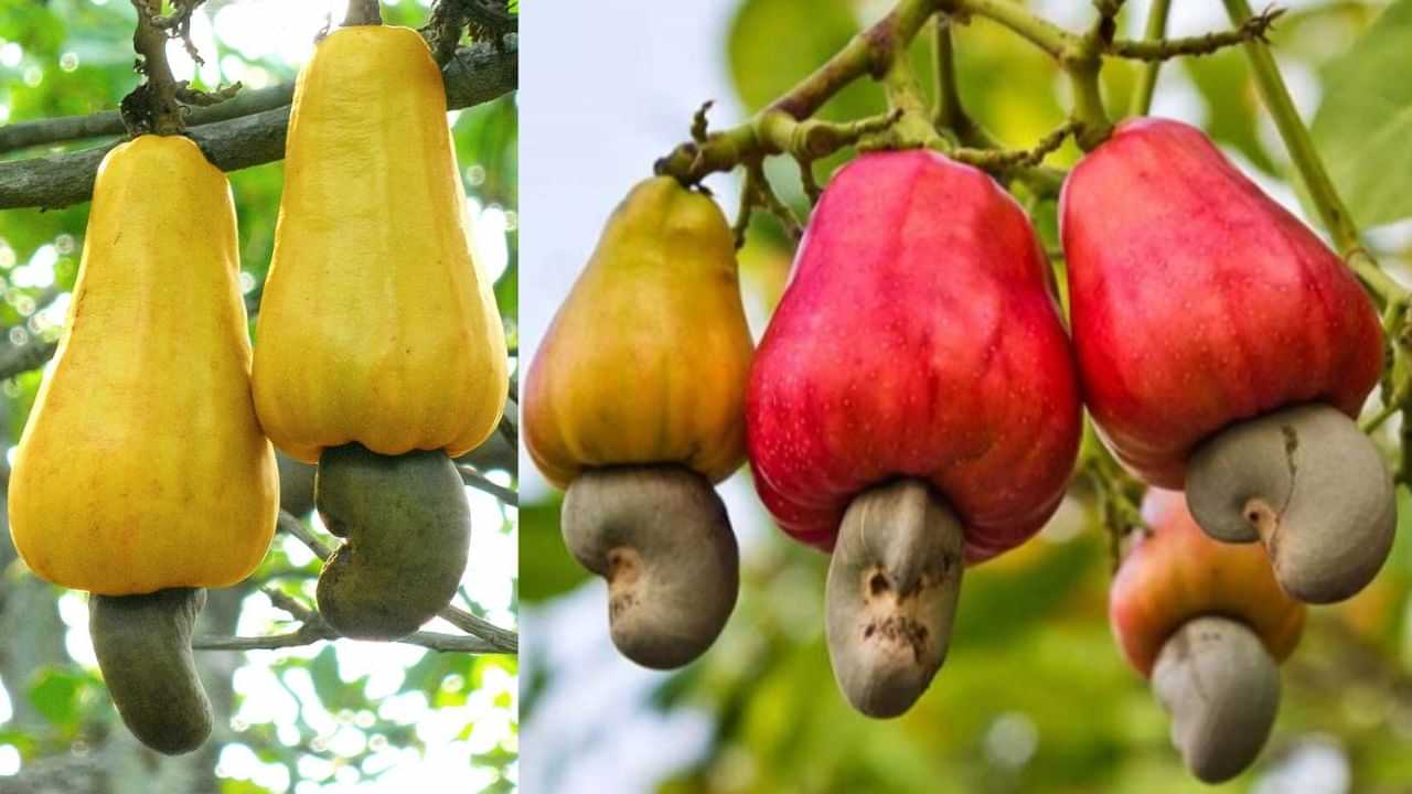 முந்திரிப் பழத்தை யார் சாப்பிடலாம்... அதன் நன்மைகள் என்ன?