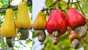 முந்திரிப் பழத்தை யார் சாப்பிடலாம்… அதன் நன்மைகள் என்ன?