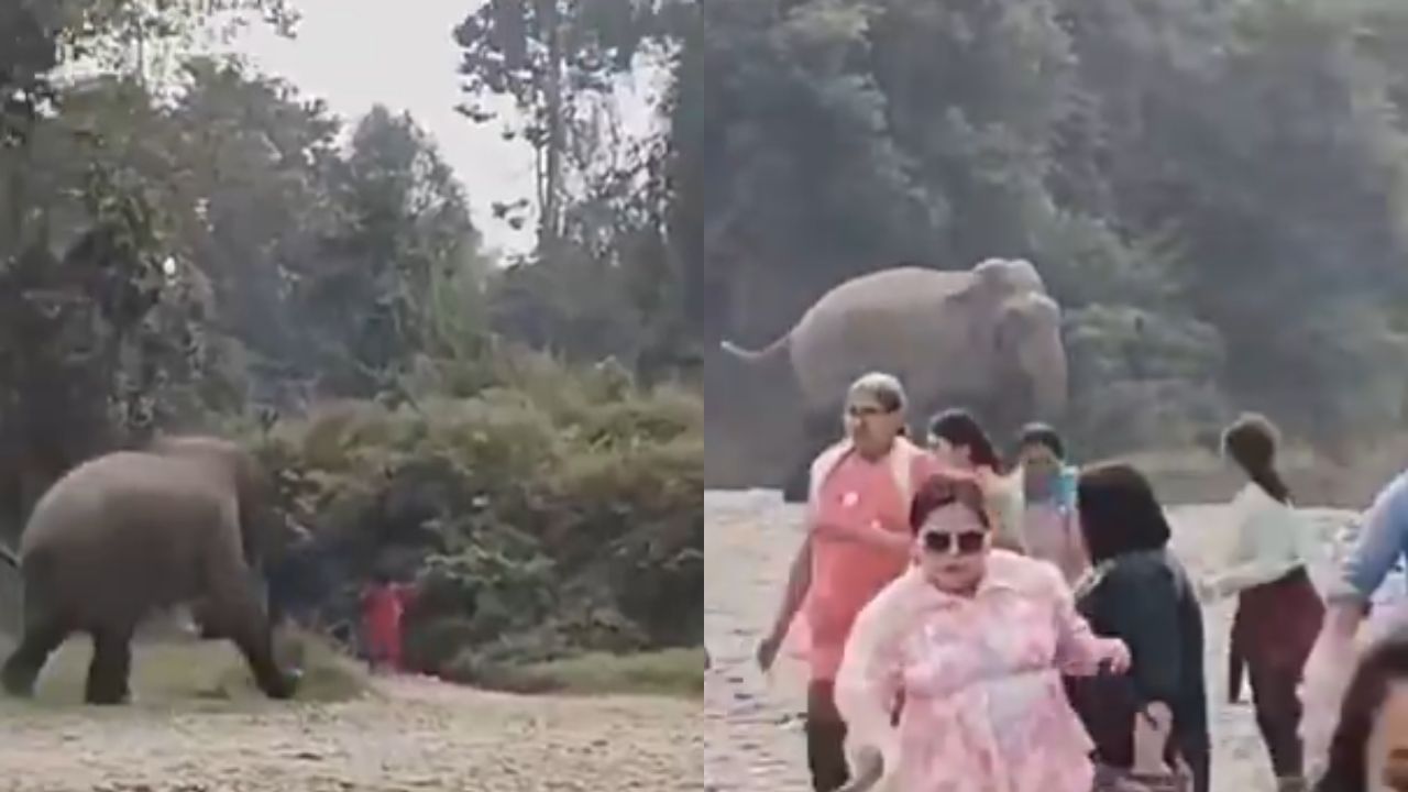 Viral Video : ஓடுங்க ஓடுங்க.. திடீரென துரத்த தொடங்கிய யானை.. அலறி அடித்துக்கொண்டு ஓடிய சுற்றுலா பயணிகள்! Viral Video : ஓடுங்க ஓடுங்க.. திடீரென துரத்த தொடங்கிய யானை.. அலறி அடித்துக்கொண்டு ஓடிய சுற்றுலா பயணிகள்!