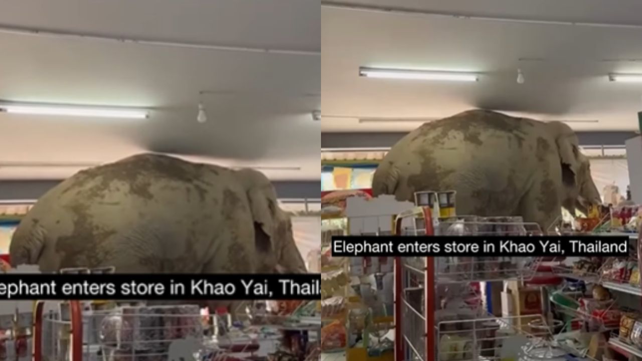 Viral Video : உணவுக்காக சூப்பர் மார்க்கெட்டுக்குள் நுழைந்த யானை.. அலறி அடித்துக்கொண்டு ஓடிய பொதுமக்கள்! Viral Video : உணவுக்காக சூப்பர் மார்க்கெட்டுக்குள் நுழைந்த யானை.. அலறி அடித்துக்கொண்டு ஓடிய பொதுமக்கள்!