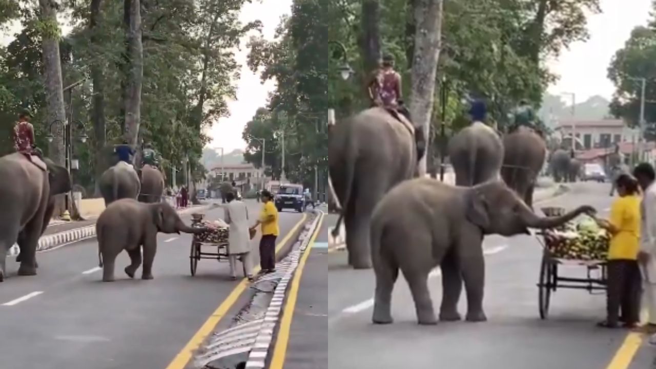 Viral Video : பசியுடன் ஓடி வந்த குட்டி யானை.. கரும்பு துண்டை கொடுத்த பழக்கடை உரிமையாளர்.. இணையத்தில் வைரலாகும் கியூட் வீடியோ! Viral Video : பசியுடன் ஓடி வந்த குட்டி யானை.. கரும்பு துண்டை கொடுத்த பழக்கடை உரிமையாளர்.. இணையத்தில் வைரலாகும் கியூட் வீடியோ!