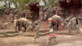 Viral Video : இது தான் அன்பு.. தண்ணீரில் விழுந்த மானை காப்பாற்றிய யானை.. இணையத்தை கவர்ந்த வீடியோ! Viral Video : இது தான் அன்பு.. தண்ணீரில் விழுந்த மானை காப்பாற்றிய யானை.. இணையத்தை கவர்ந்த வீடியோ!