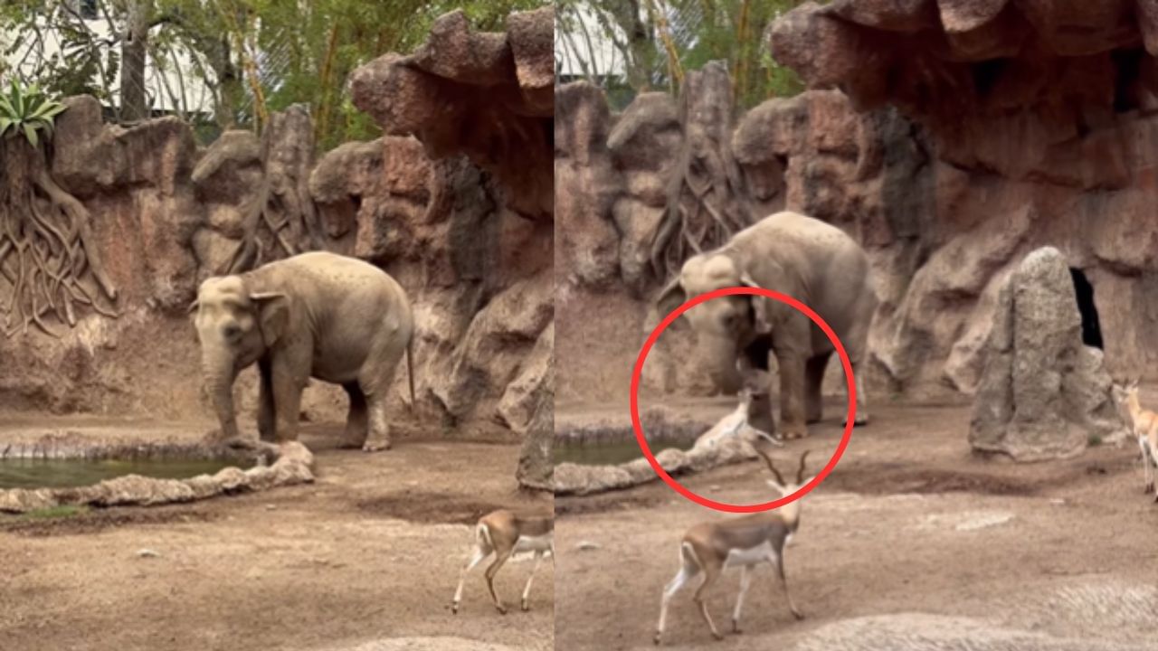 Viral Video : இது தான் அன்பு.. தண்ணீரில் விழுந்த மானை காப்பாற்றிய யானை.. இணையத்தை கவர்ந்த வீடியோ! Viral Video : இது தான் அன்பு.. தண்ணீரில் விழுந்த மானை காப்பாற்றிய யானை.. இணையத்தை கவர்ந்த வீடியோ!