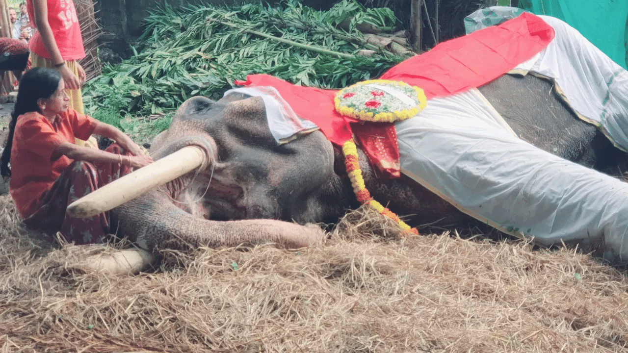 யானை பாபுவுக்கு பிரியாவிடை – மகனைப் போல வளர்த்த பெண்ணுக்கு ஏற்பட்ட சோகம்! யானை பாபுவுக்கு பிரியாவிடை – மகனைப் போல வளர்த்த பெண்ணுக்கு ஏற்பட்ட சோகம்!