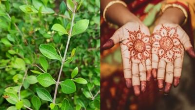 வீட்டில் தோட்டத்தில் மருதாணி மரம் வளர்க்கலாமா? - வாஸ்து டிப்ஸ்! வீட்டில் தோட்டத்தில் மருதாணி மரம் வளர்க்கலாமா? - வாஸ்து டிப்ஸ்!