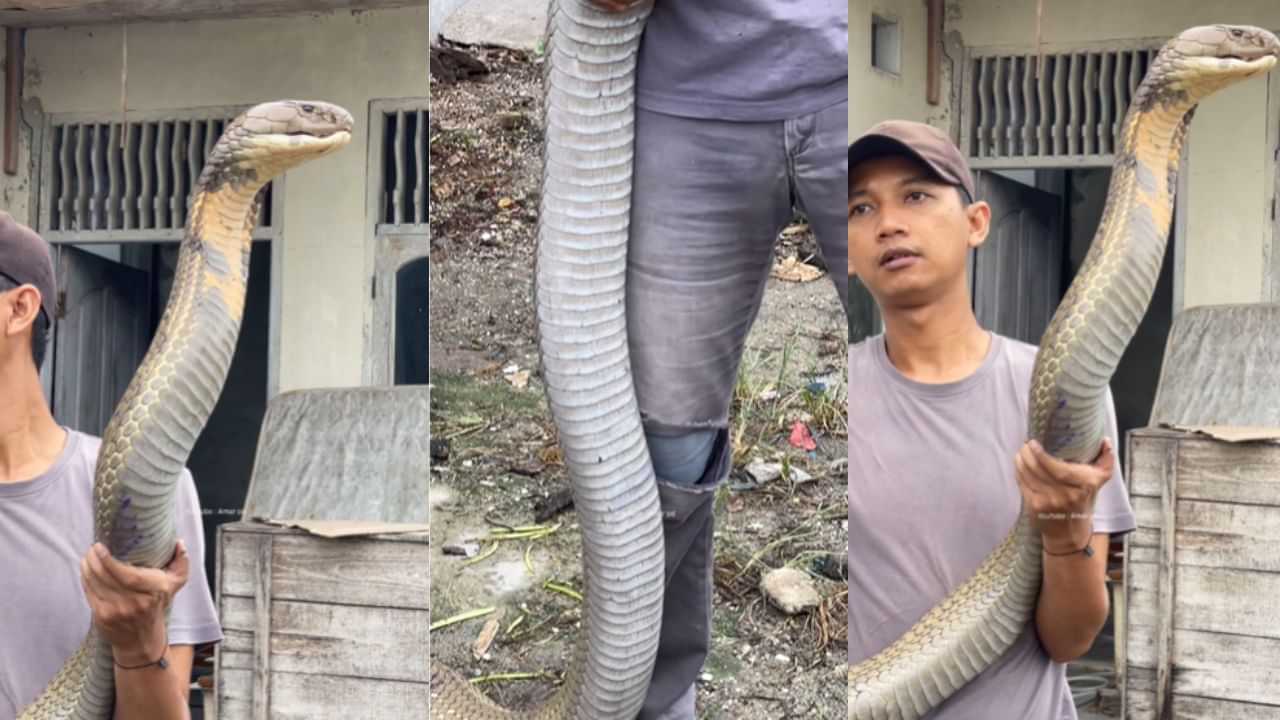 Viral Video : ஆத்தாடி.. இவ்வளவு பெரிய ராஜநாகமா?.. நடுங்க வைக்கும் வீடியோ!