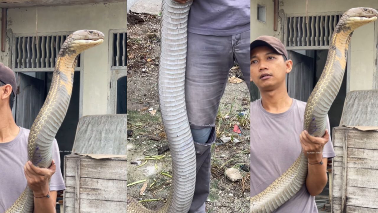 Viral Video : ஆத்தாடி.. இவ்வளவு பெரிய ராஜநாகமா?.. நடுங்க வைக்கும் வீடியோ! Viral Video : ஆத்தாடி.. இவ்வளவு பெரிய ராஜநாகமா?.. நடுங்க வைக்கும் வீடியோ!