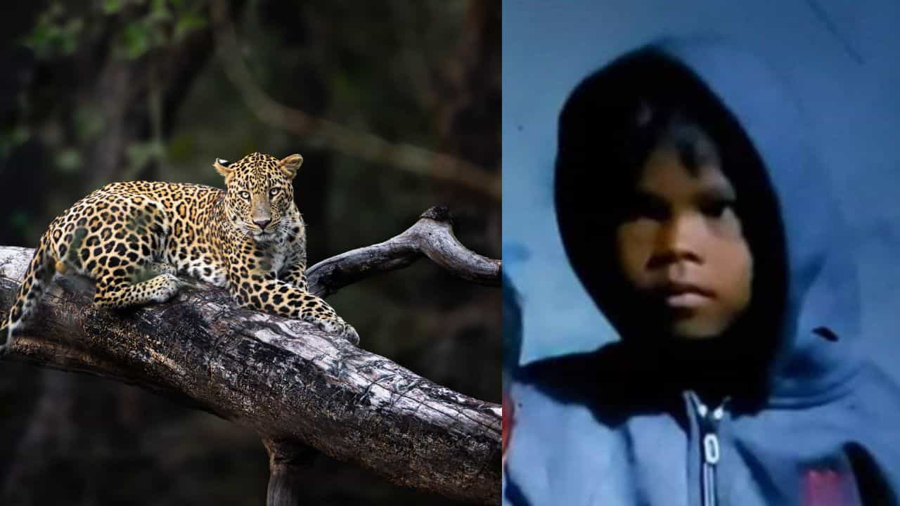 கோவை: காட்டுக்குள் சிறுமியை இழுத்துச்சென்ற சிறுத்தை... மண்டை ஓடு மீட்பால் தாய் கதறல்...